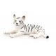 Mojo Hvid Tiger unge, liggende