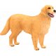Mojo Golden Retriever hund