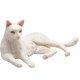 Mojo Kat, Liggende/hvid